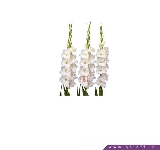 گل گلایل آمستردام - Gladiolus | گل آف